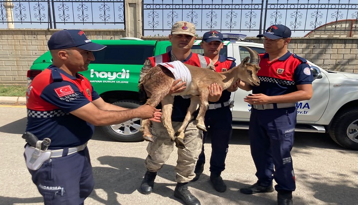 Jandarma Yaralı 2 Dağ Keçisi Buldu