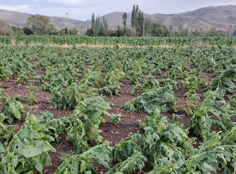 Doğanşehir'de Dolu Tütünlere Zarar Verdi