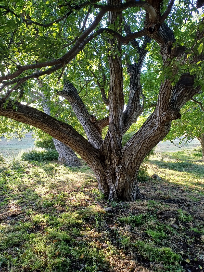 Arguvan'da 400 Yıllık Ceviz Ağacı