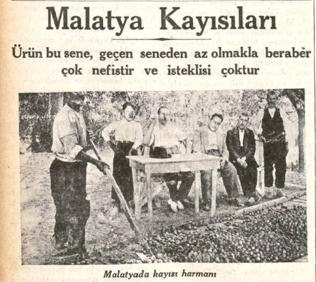 1937 Yılında Malatya, Kayısı ve Bir Cinayet