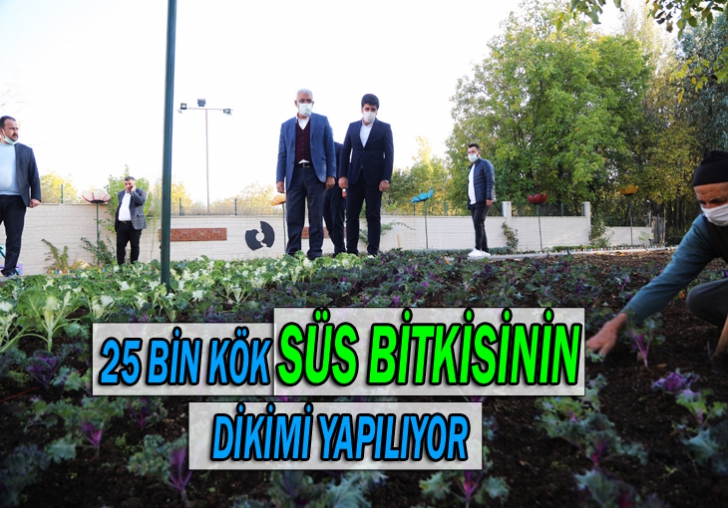 25 BİN KÖK SÜS BİTKİSİNİN DİKİMİ YAPILIYOR