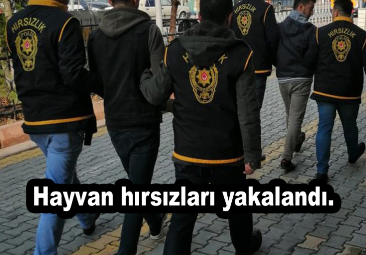 5 adet büyükbaş hayvanı çalan şahıslar yakalandı