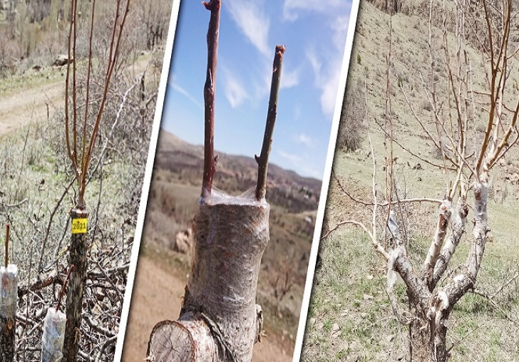 Akçadağda Ahlat Ağaçlarına Armut Aşılanıyor