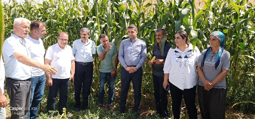 Akçadağ'da Silajlık Mısır Hasat Günü Yapıldı