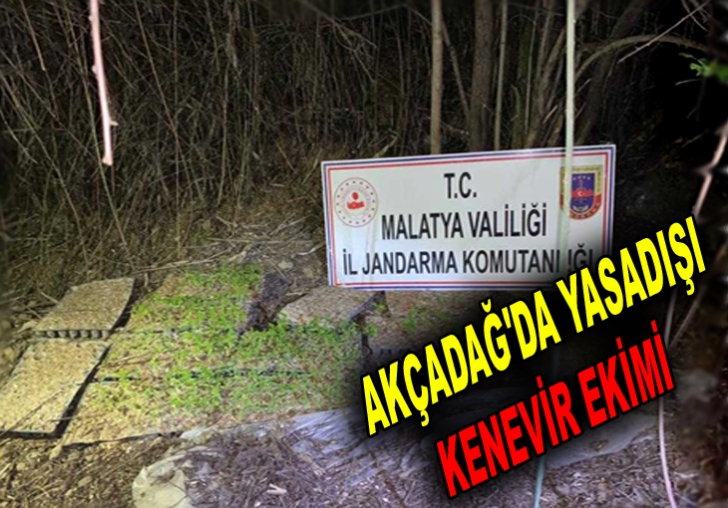 AKÇADAĞ'DA YASADIŞI KENEVİR EKİMİ