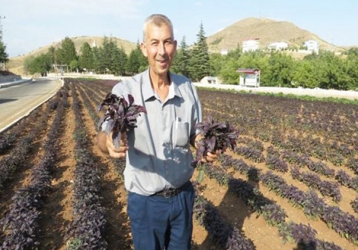 Arapgir'de kavşaklara çiçek yerine Reyhan ekildi