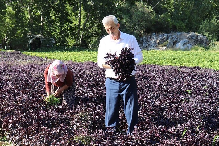 Arapgir'de Mor Reyhan Hasadı Başladı