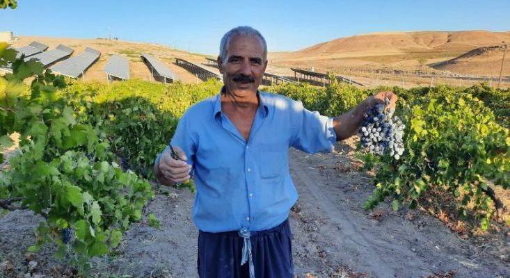 Arapgir Köhnü Üzümü Bağbozumu Başladı