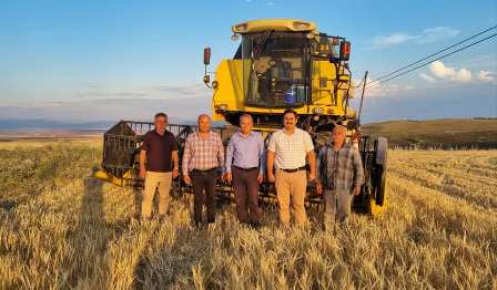 Arguvan'da Buğday Hasadı Başladı