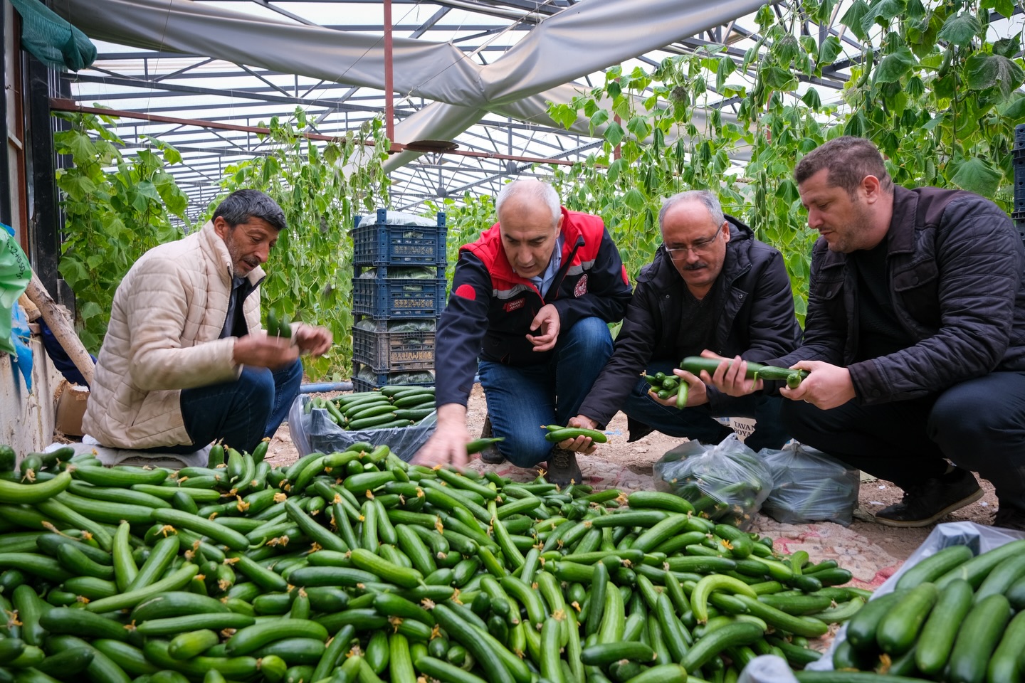 Battalgazi İlçesinde Sera da 40 Ton Salatalık Üretti