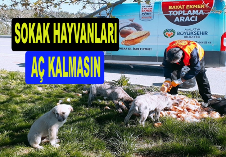 BÜYÜKŞEHİR SOKAK HAYVANLARI İÇİN BİRÇOK NOKTAYA YEM BIRAKIYOR