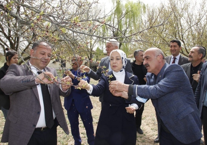 Çalık: Kayısıda Hasar Tespiti 15 Günde Tamamlanacak