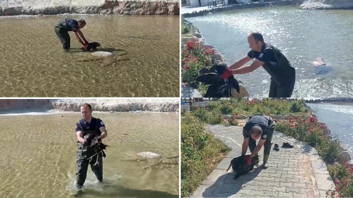 Darende de Kara Leylek Kurtarma Operasyonu