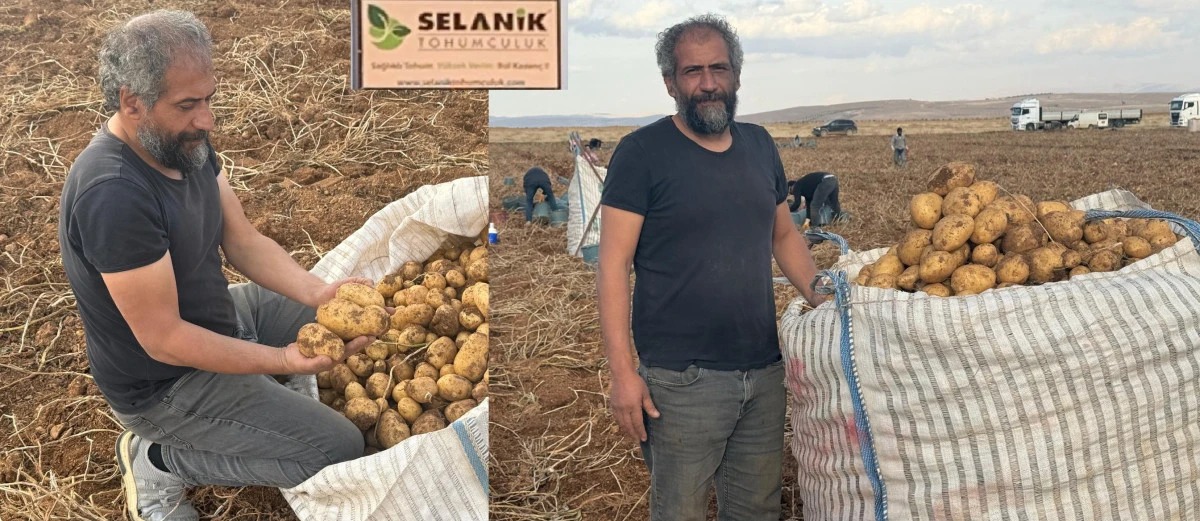 Darende de Patates Üretiminde Rekor Hasılat