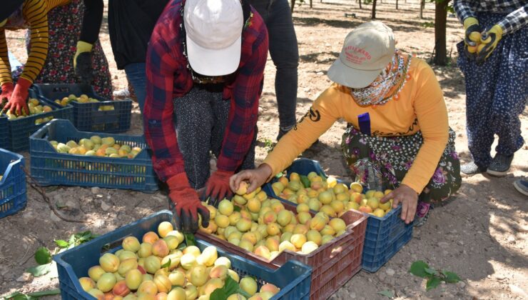 Deprem bölgesinde mevsimlik işçi sorunu