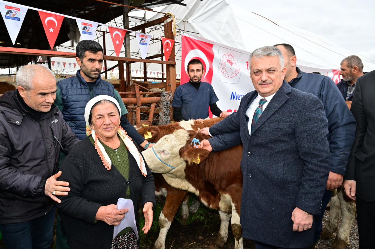 Depremde zarar görenlere Büyükbaş Hayvan Dağıtıldı