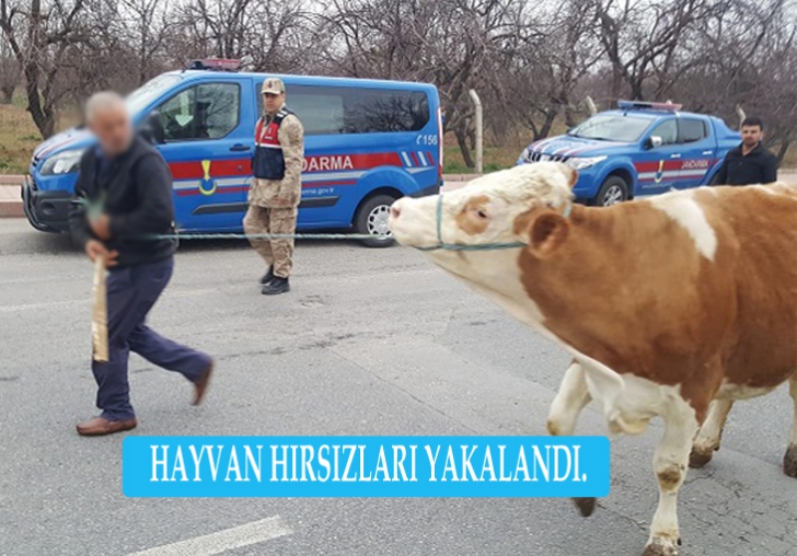 HAYVAN HIRSIZLARI YAKALANDI.