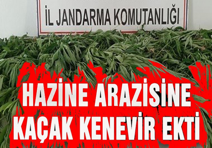 Hazine arazisine kaçak kenevir ekti