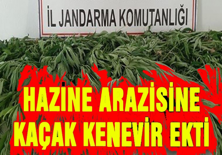 HAZİNE ARAZİSİNE KENEVİR EKTİLER