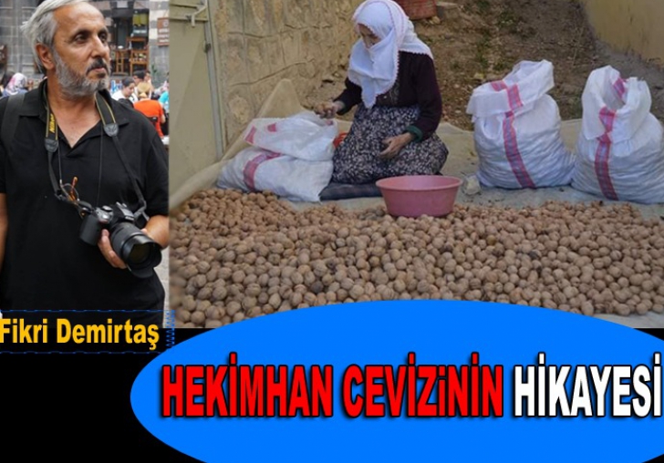 Hekimhan'da Ceviz Hasadı başladı. Bir teneke ceviz 250 Lira