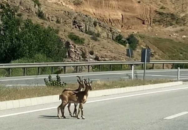 Hekimhan'da Dağ Keçileri Karayoluna İndi