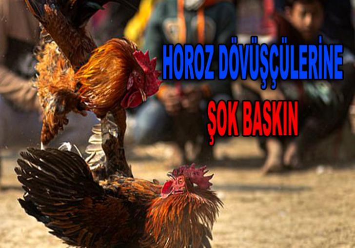 HOROZ DÖVÜŞÇÜLERİNE ŞOK BASKIN