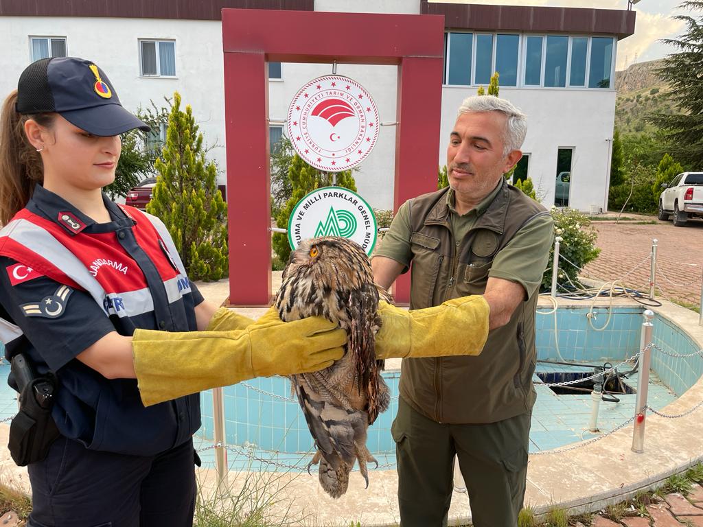 Jandarma Kulaklı Orman Baykuşu Buldu