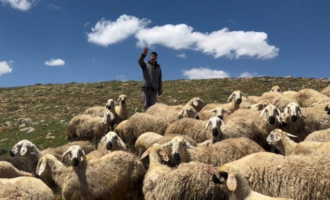 Kayıp 140 Koyun Mera'da Bulundu