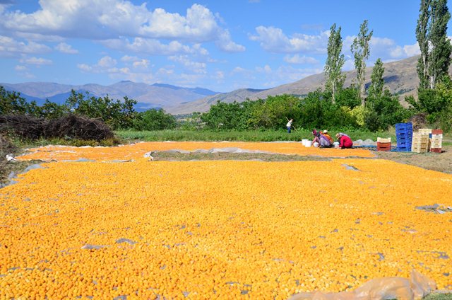 Kayısı Malatya'yı Uçuracak