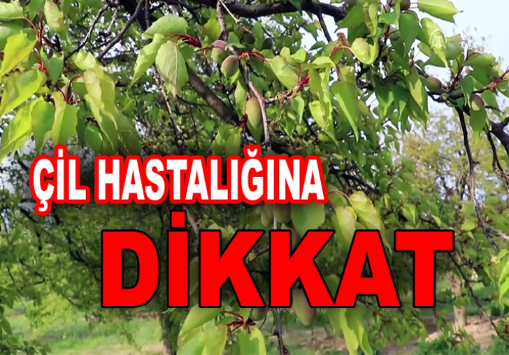 KAYISIDA ÇİL HASTALIĞINA DİKKAT