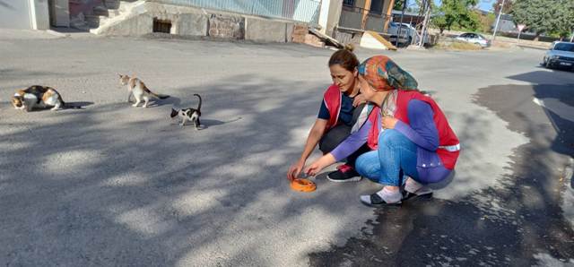 Kızılay Sokak Hayvanları için Çalıştı