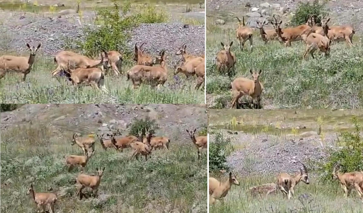 Malatya'da Dağ Keçileri Sürü Halinde Görüldü