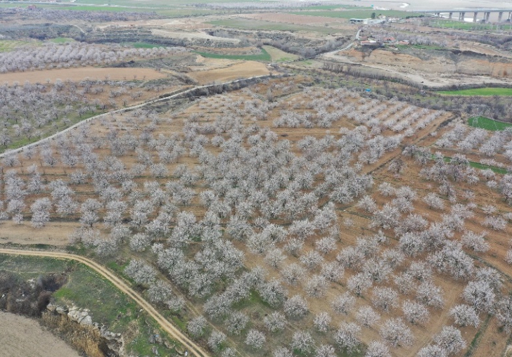 Malatya Çiçek Açtı