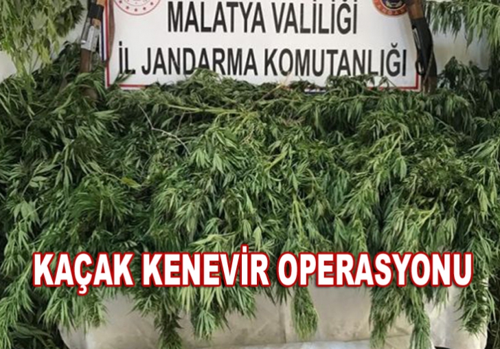 Malatya'da kaçak kenevir operasyonu: 2 gözaltı 