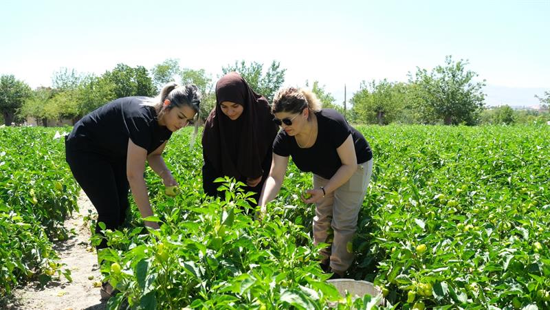 Malatya'da Projeli Üretimi Yapılan Sebzeler Hasat Ediliyor