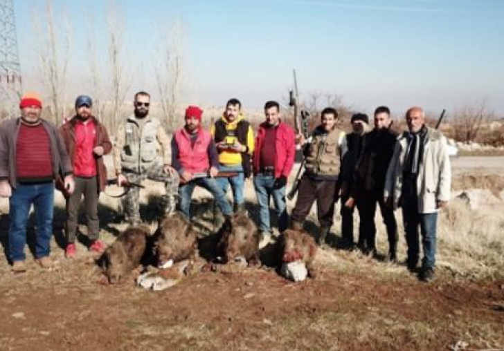 Malatya-Doğanşehir'de Yaban Domuzu Sürek Avı Yapılıyor