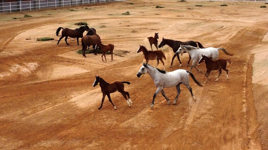 Sultansuyu Harasında 92 Tay Doğdu