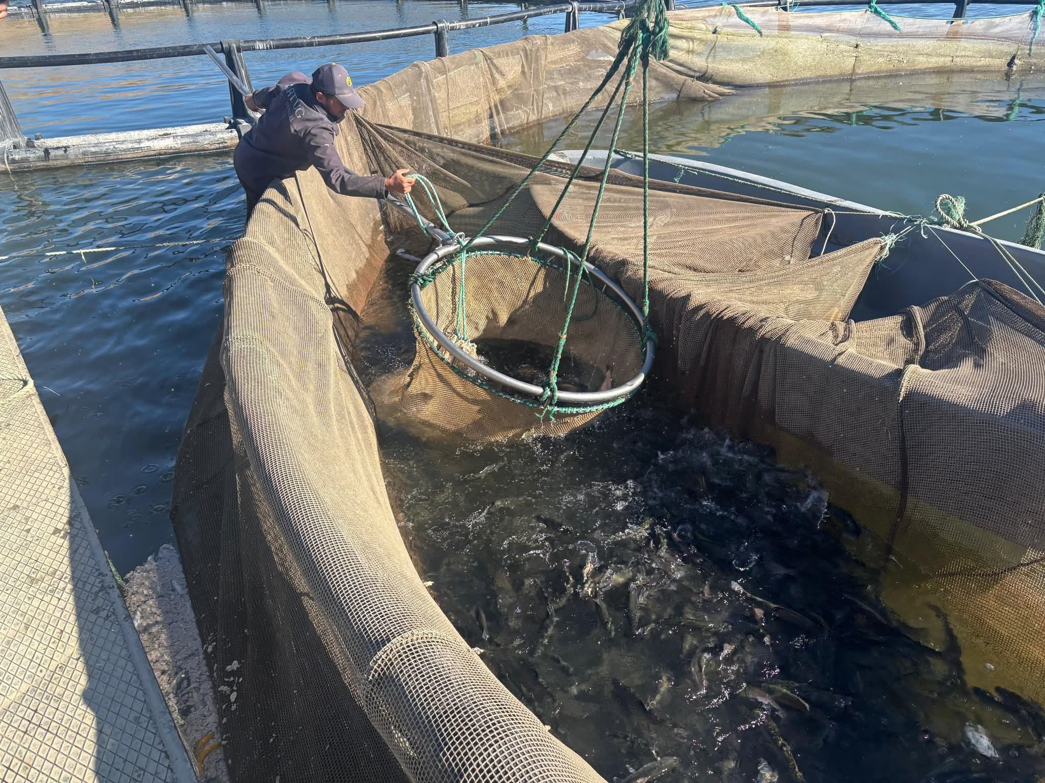 Sürgü Baraj Gölü’nde Yılın ilk alabalık bereketi