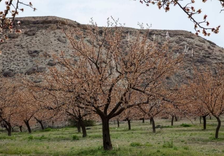 Valilik Açıkladı: Kayısıda Zarar Var, Hasar Tespiti sürüyor