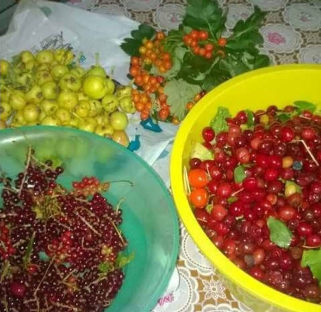 YAMA DAĞI GÜZ MEYVELERİ