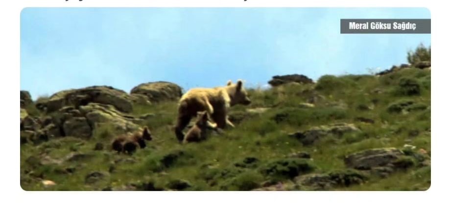 Yama Dağında anne ayı ve üç yavrusu kadraja takıldı...