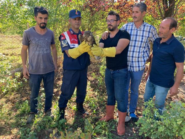 Yaralı Şahin Tedavi Ediliyor