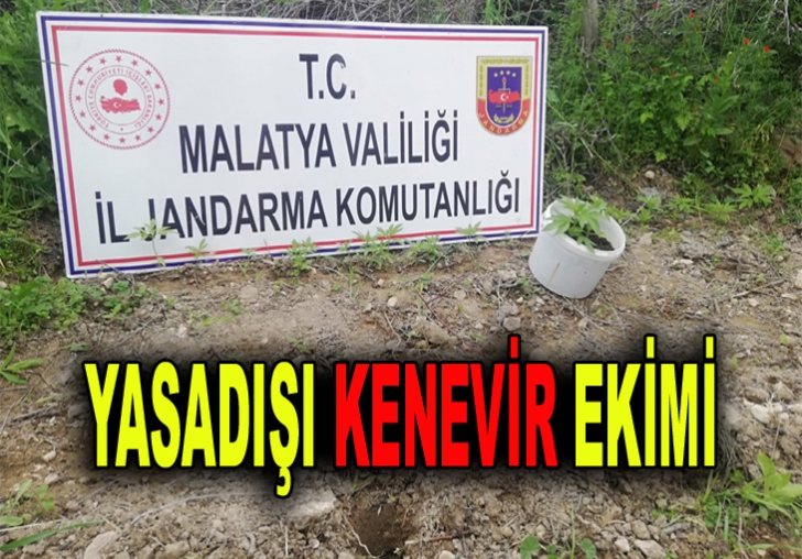 Yasadışı Kenevir Ekimi